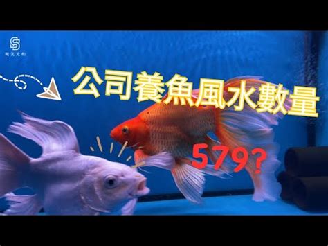 養魚數量垃圾魚|養魚招財：最佳魚隻數量